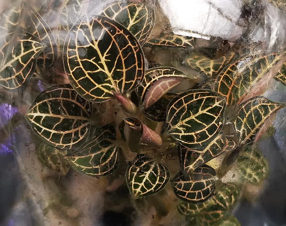 Anoectochilus ( koshunesnsis  x  siamensis  ) 