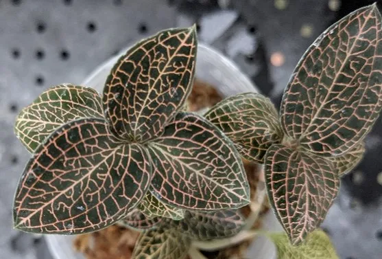 Anoectochilus roxburghii  hayata ‘Pointed Leaves’