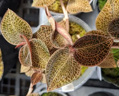 Anoectochilus roxburghii  hayata ‘Hong Sia’