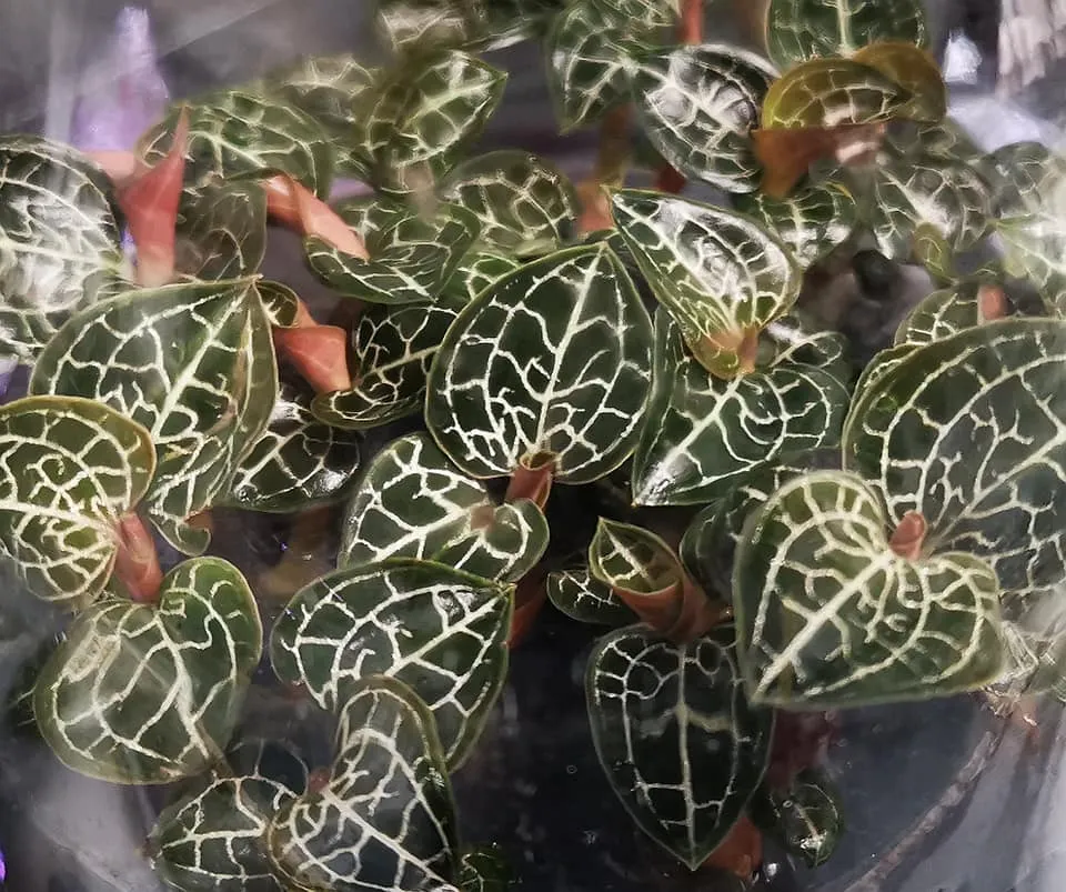 Anoectochilus roxburghii ‘Silver Lineatus’