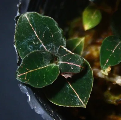 Anoectochilus sp. Red vein ‘The Wizard of Oz’