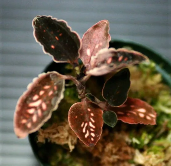 Cystorchis variegata
