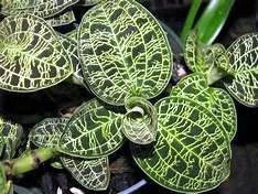 Macodes petola