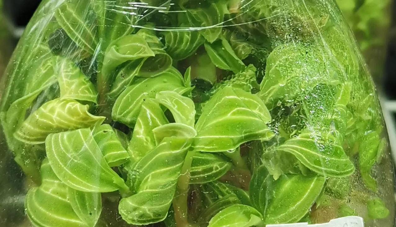 Macodes sanderiana var. Lineatus