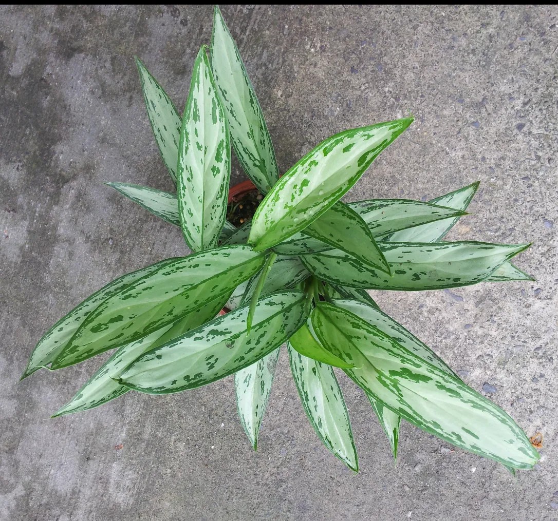 Aglaonema pictum Silver Queen