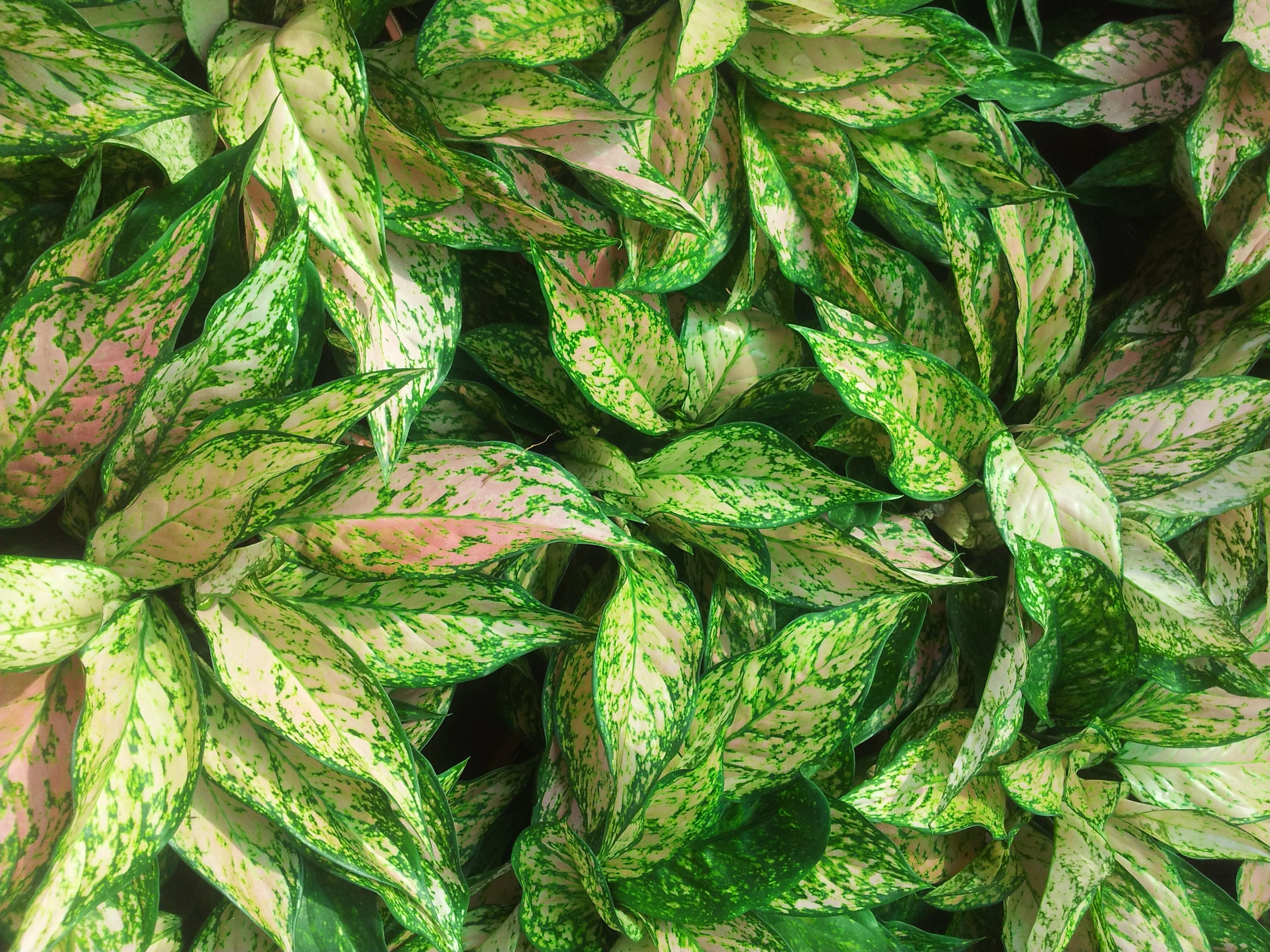 Aglaonema  Emerald Star
