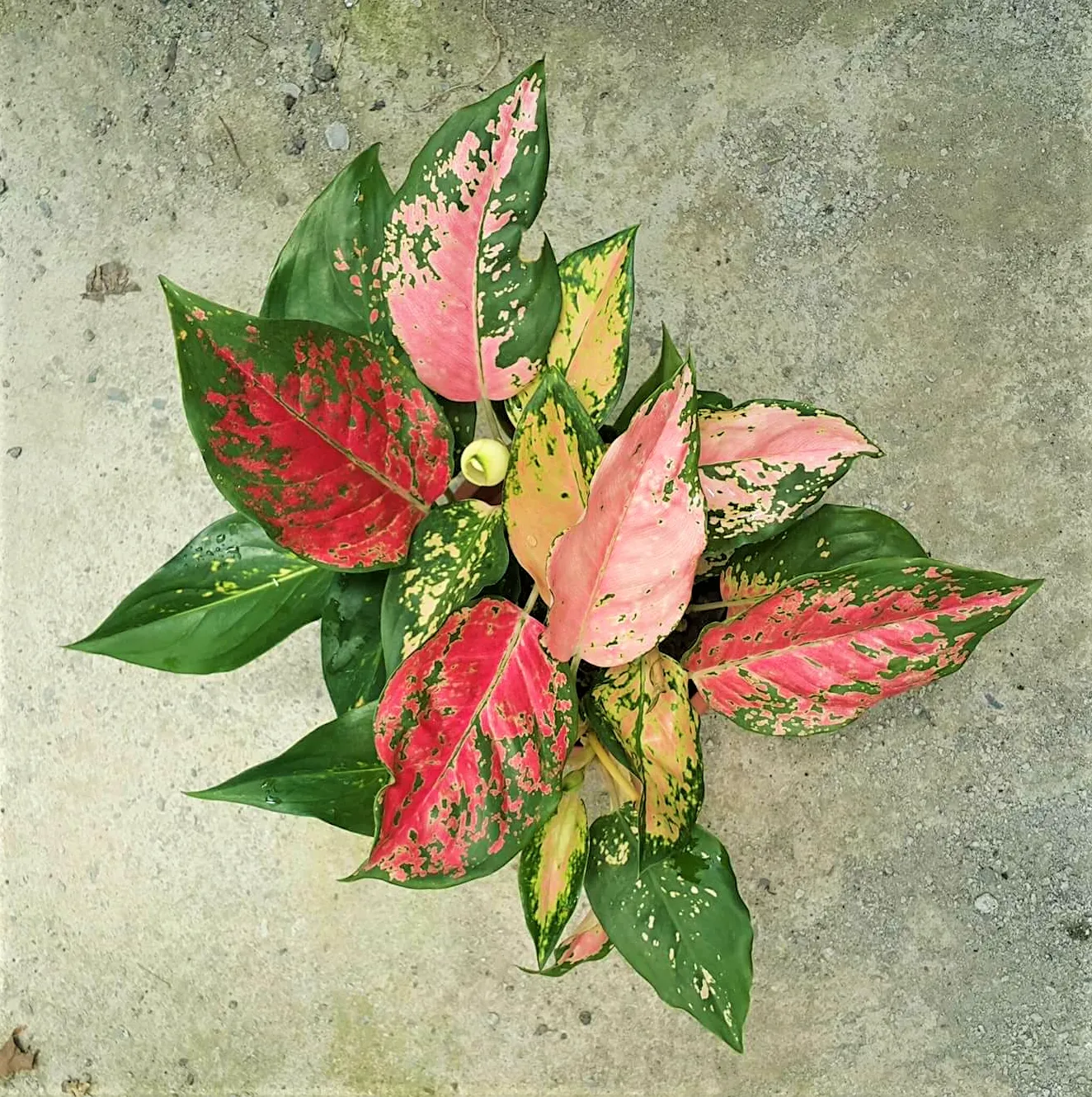 Aglaonema anyamanee ‘Profar Fairy’