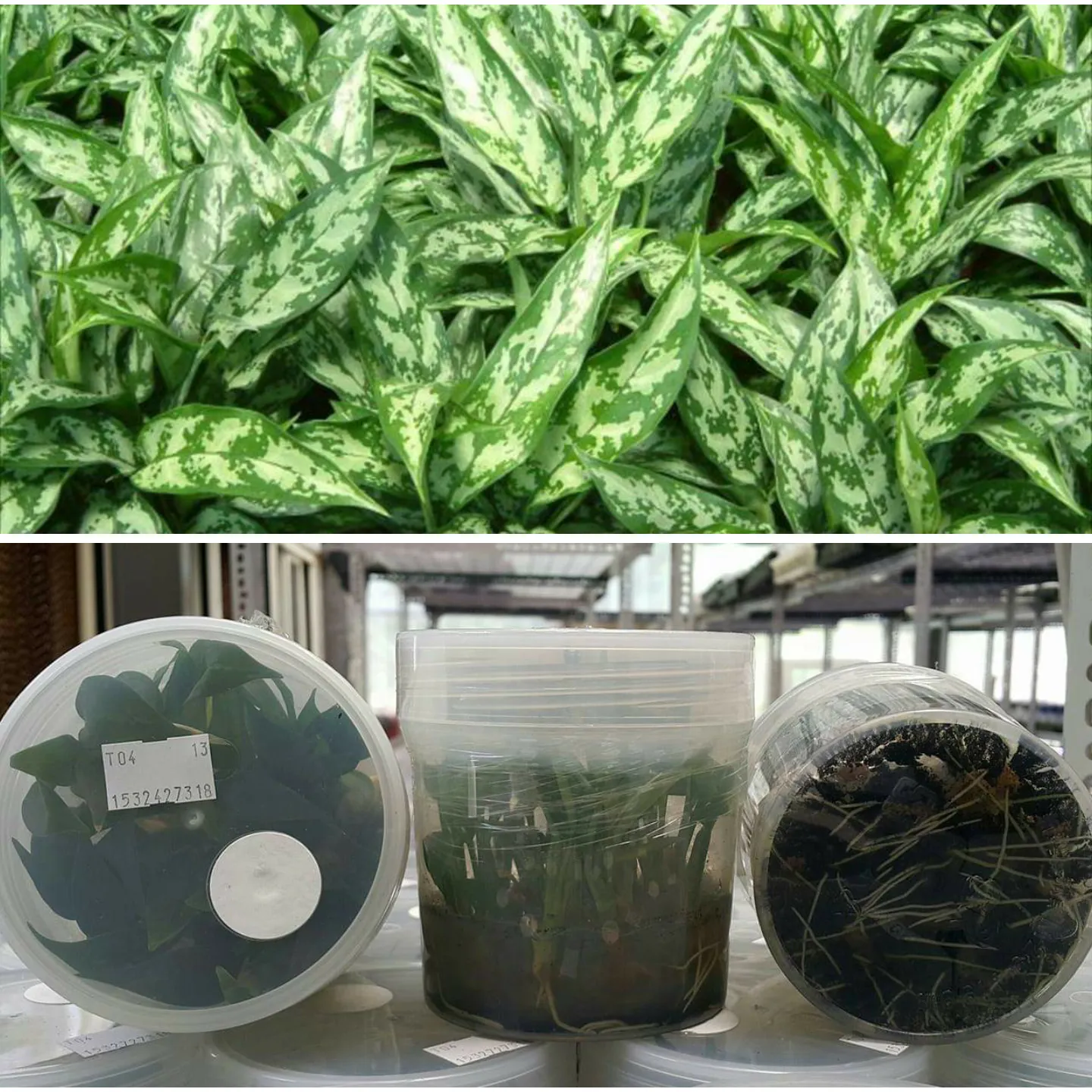 Aglaonema pictum San Remo