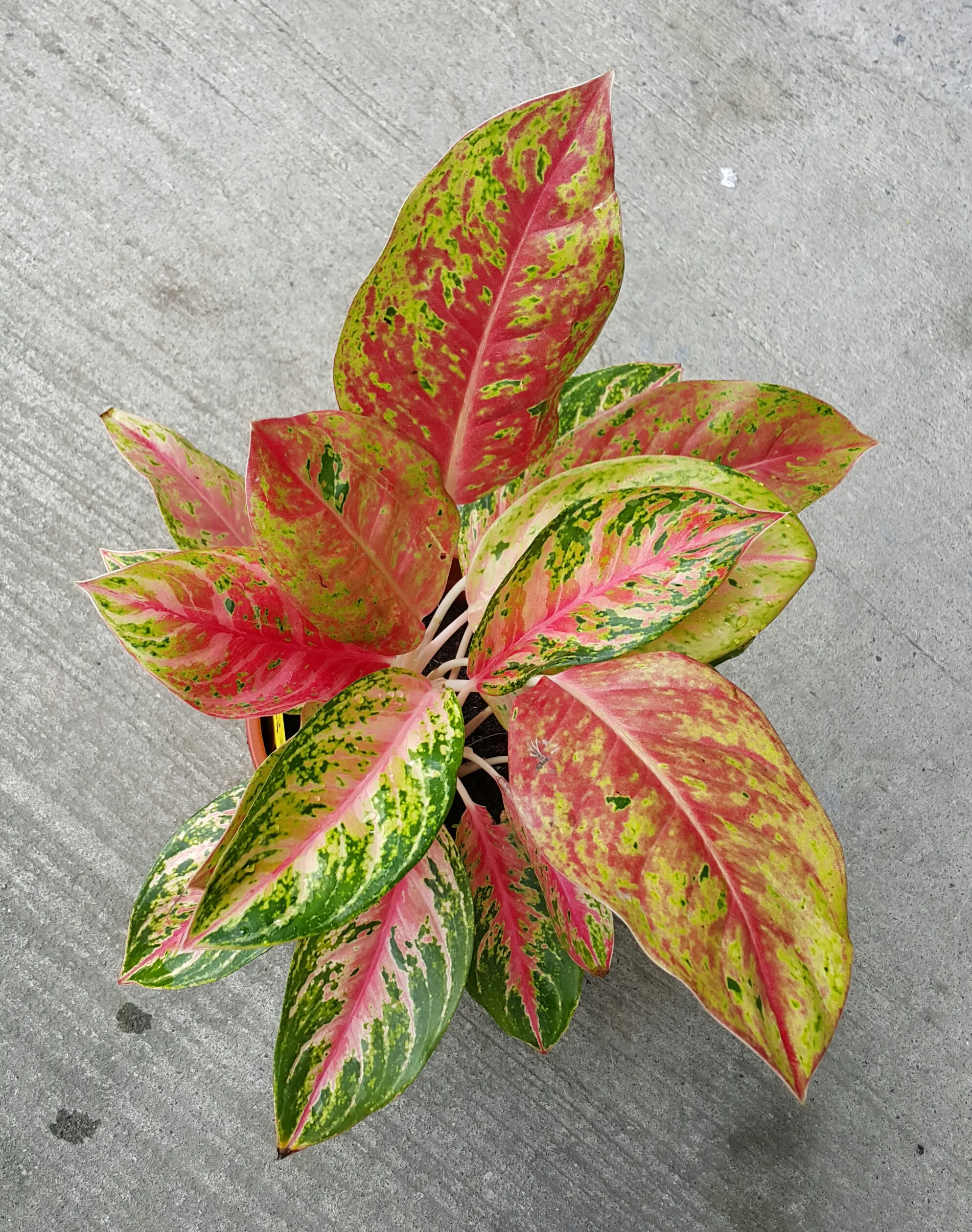 Aglaonema  Profar Rainbow