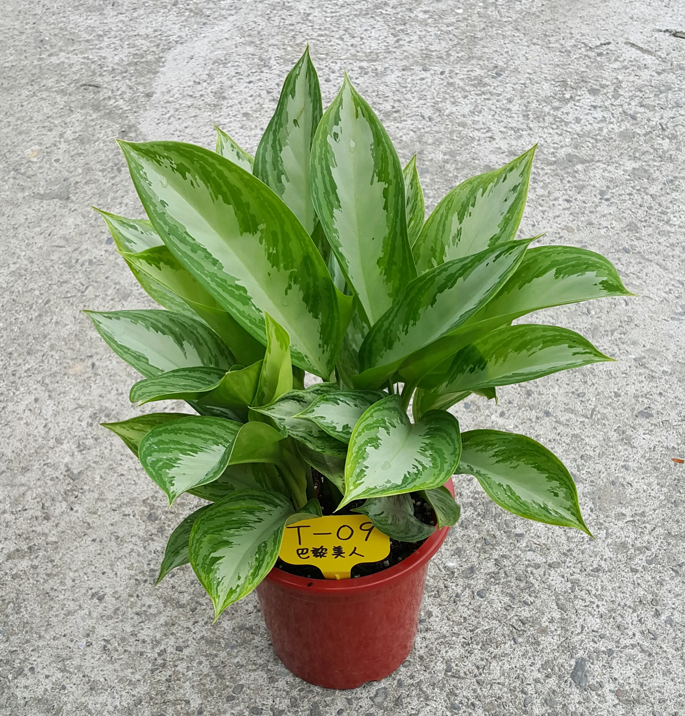 Aglaonema‘Pattaya Beauty ’