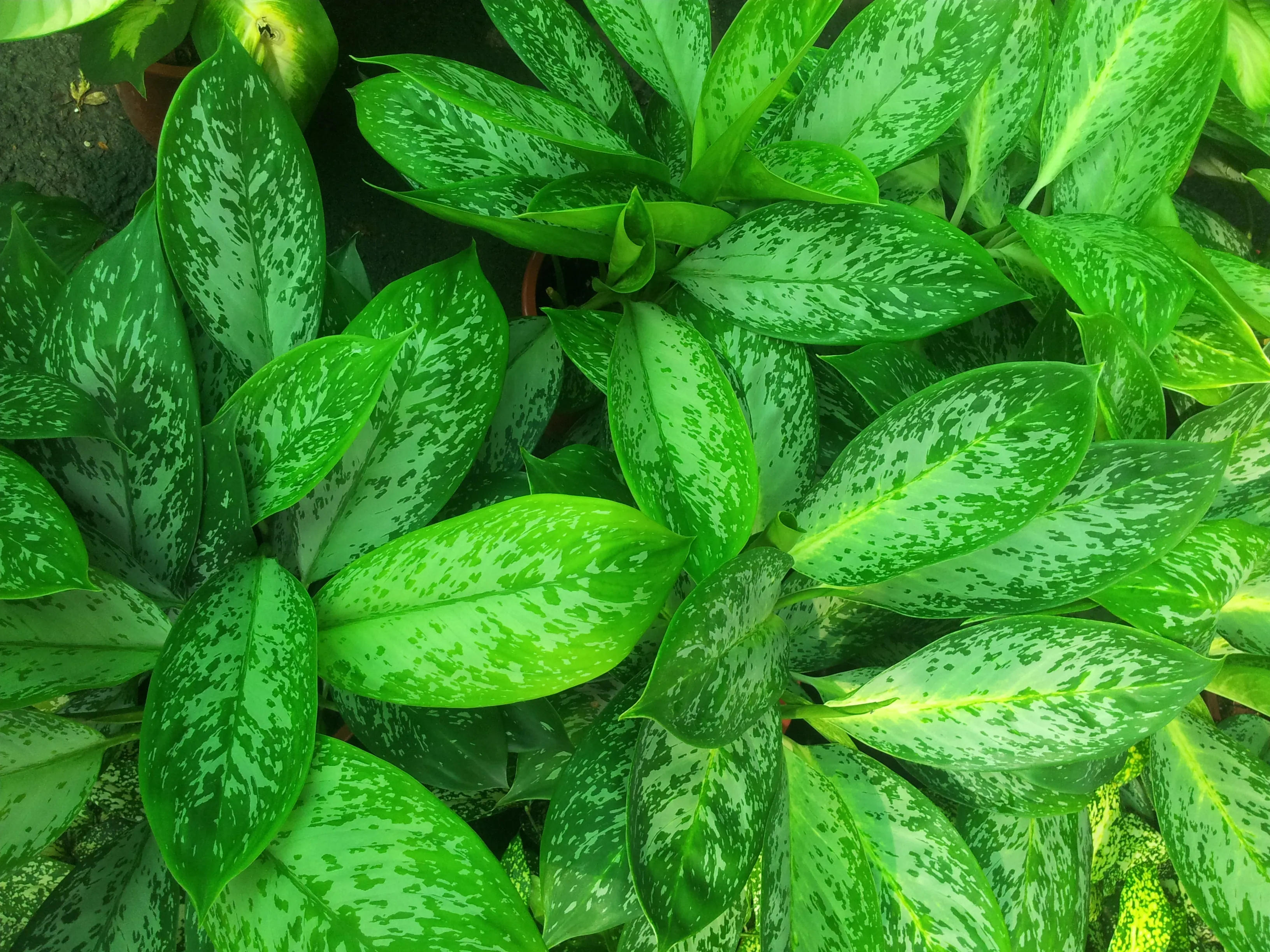 Aglaonema Profar Green Peacock