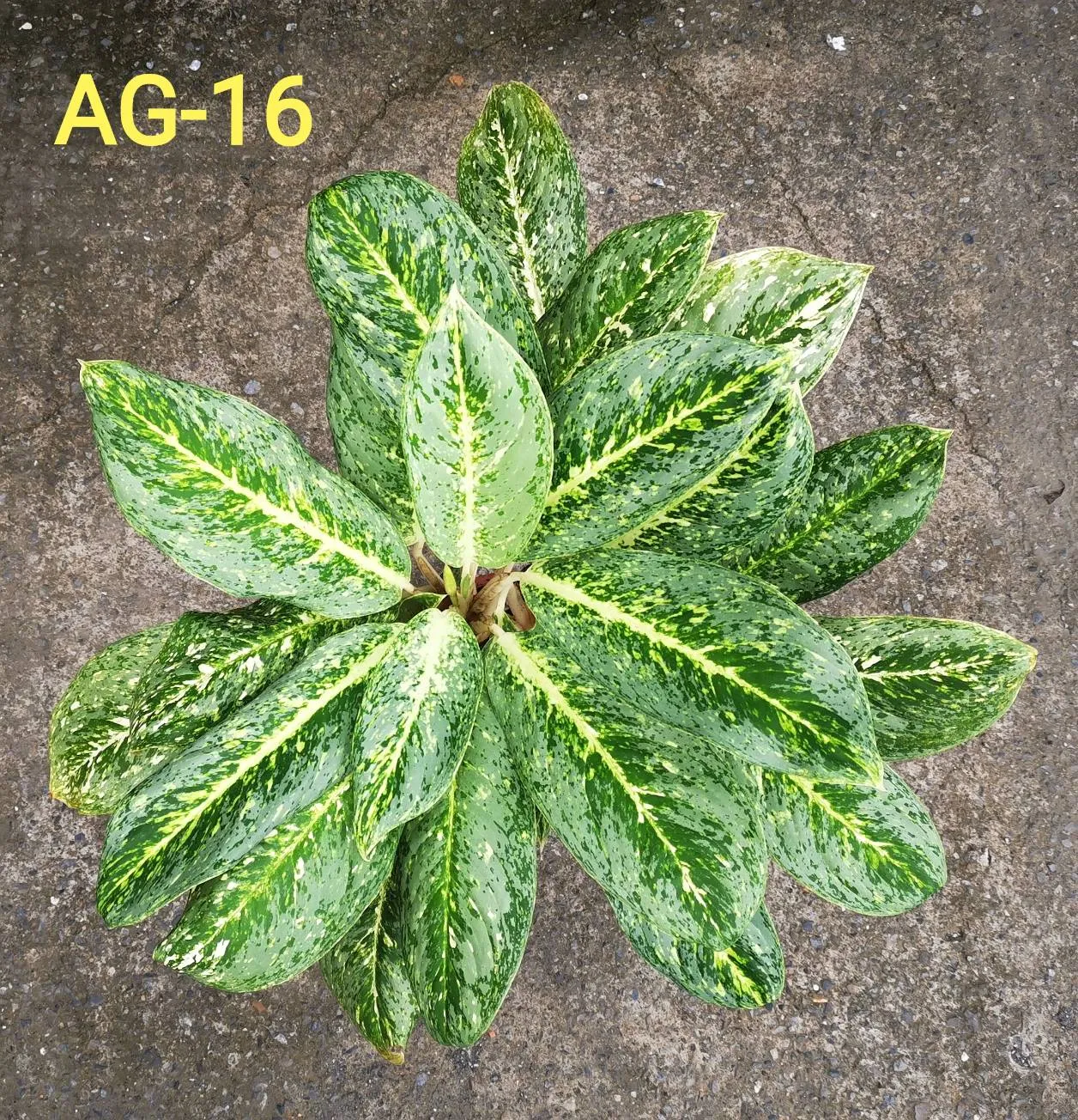 Aglaonema Profar Green Jade