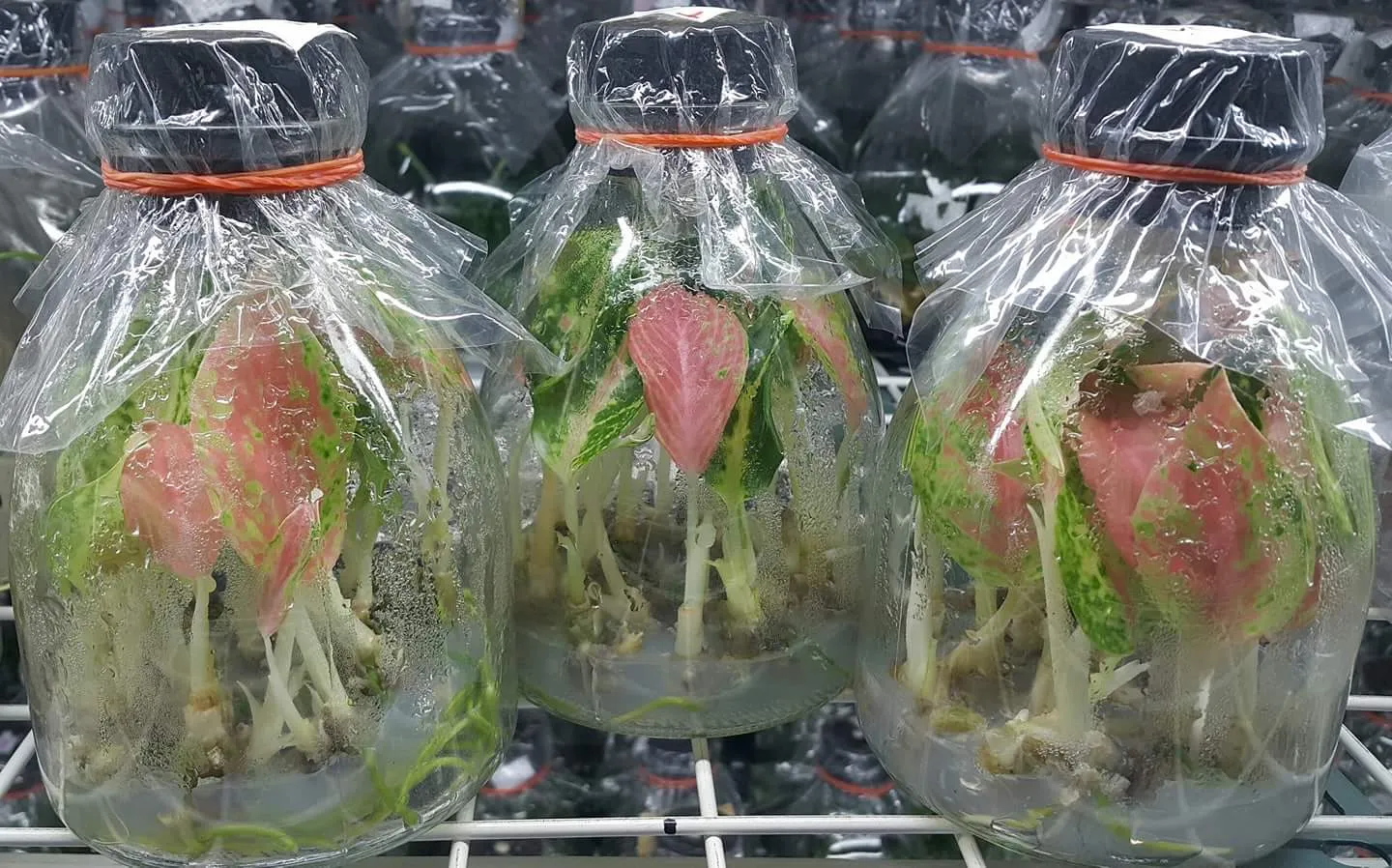Aglaonema Profar Neon