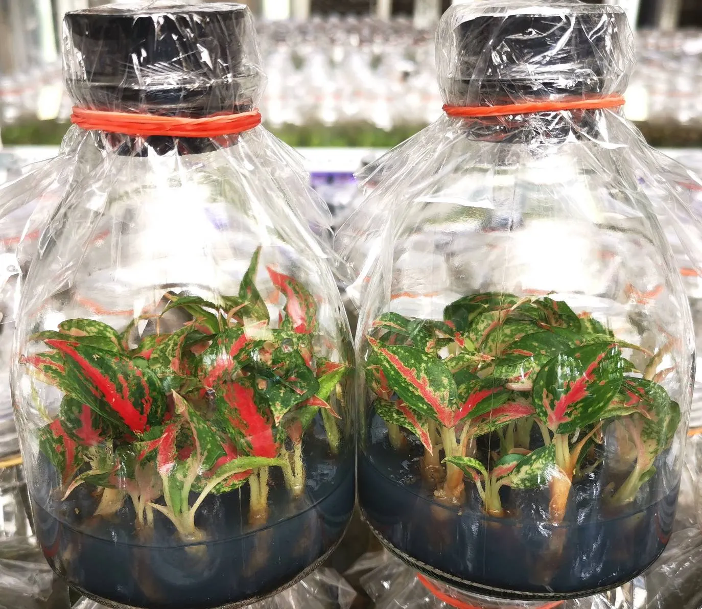 Aglaonema Profar Rainbow