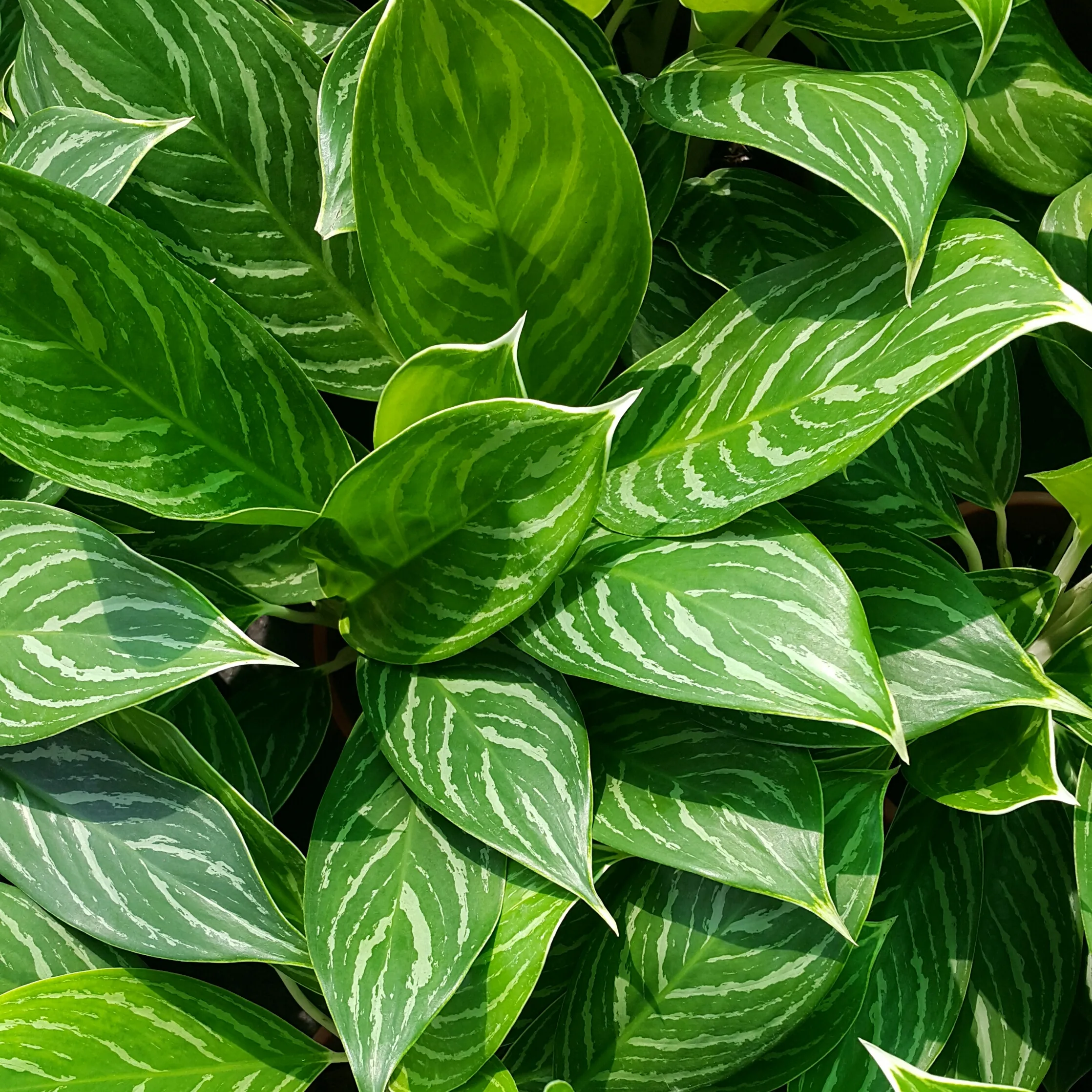 Aglaonema Profar Princess White