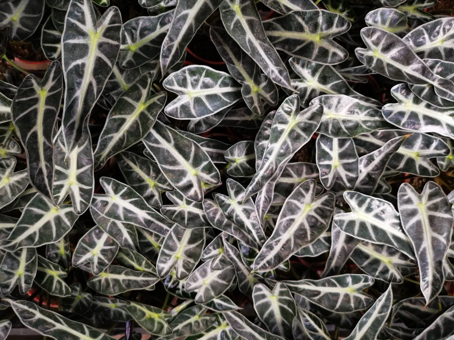 Alocasia longiloba miq.