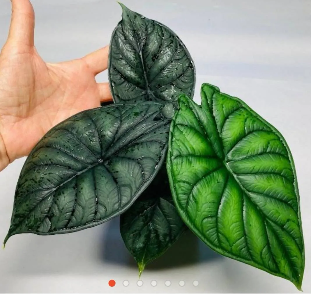 Alocasia dragon Scale
