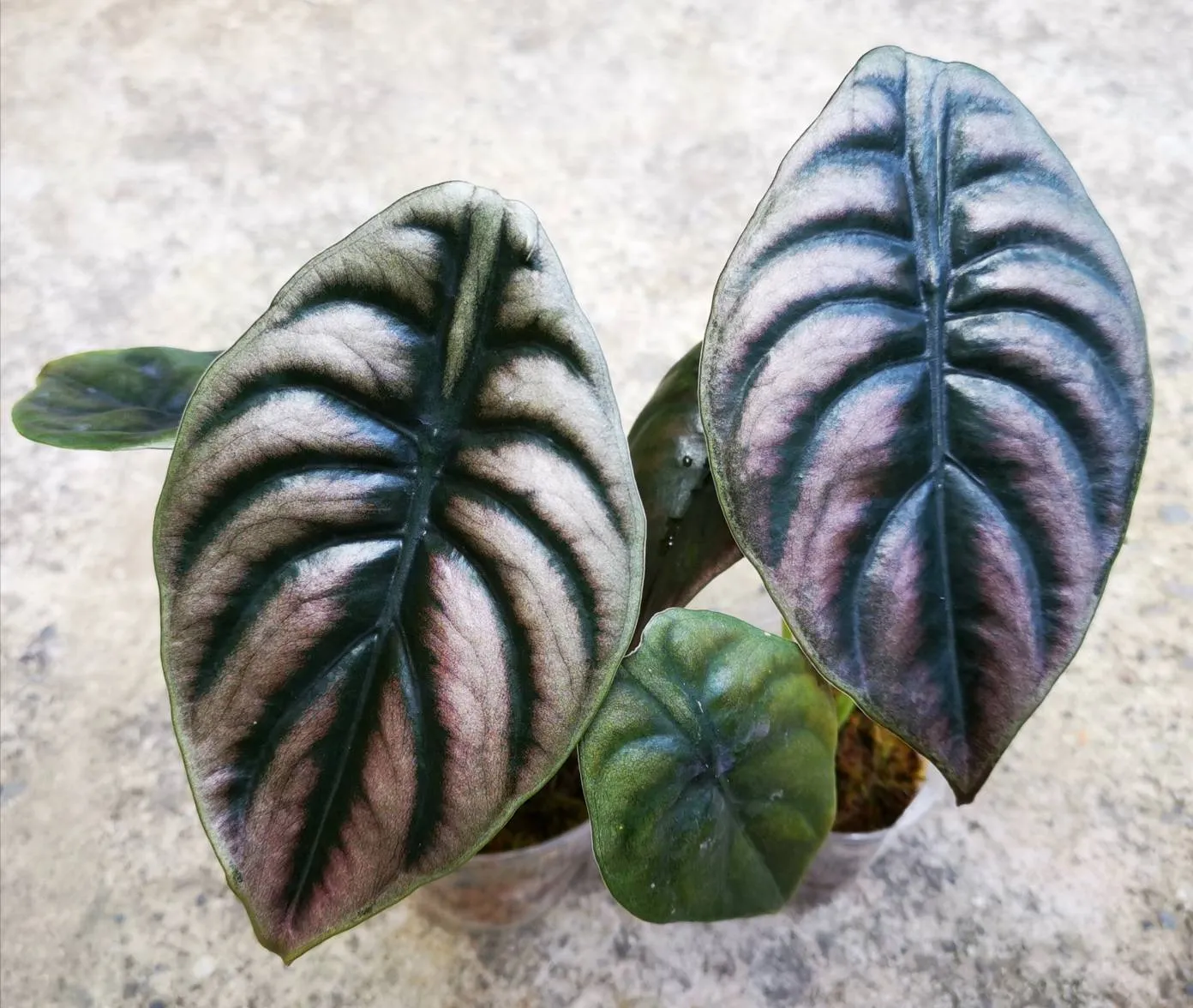 Alocasia cuprea Koch