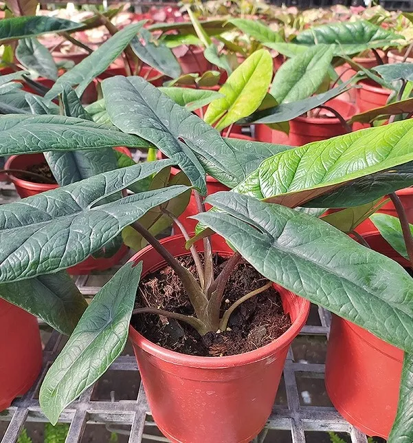 Alocasia scalprum A. Hay