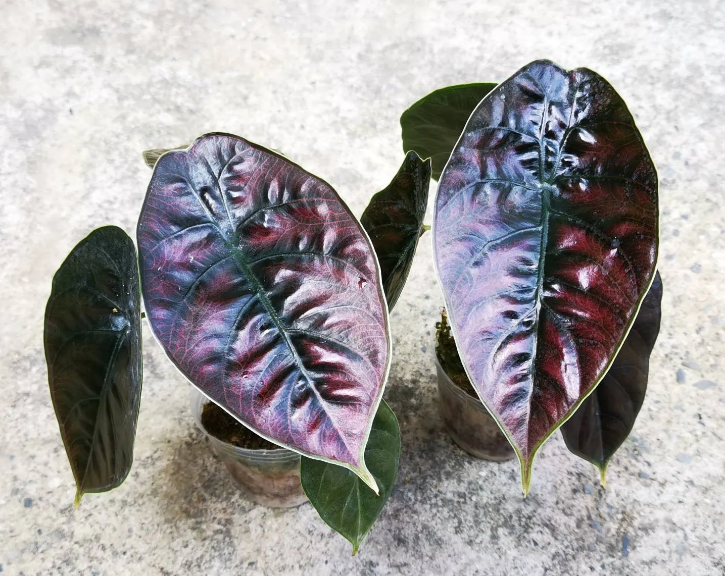 Alocasia azlanii