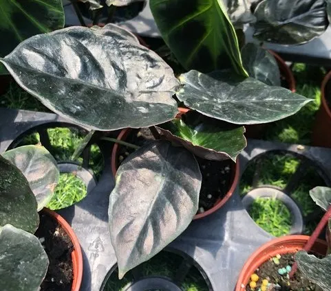 Alocasia infernalis P.C.Boyce