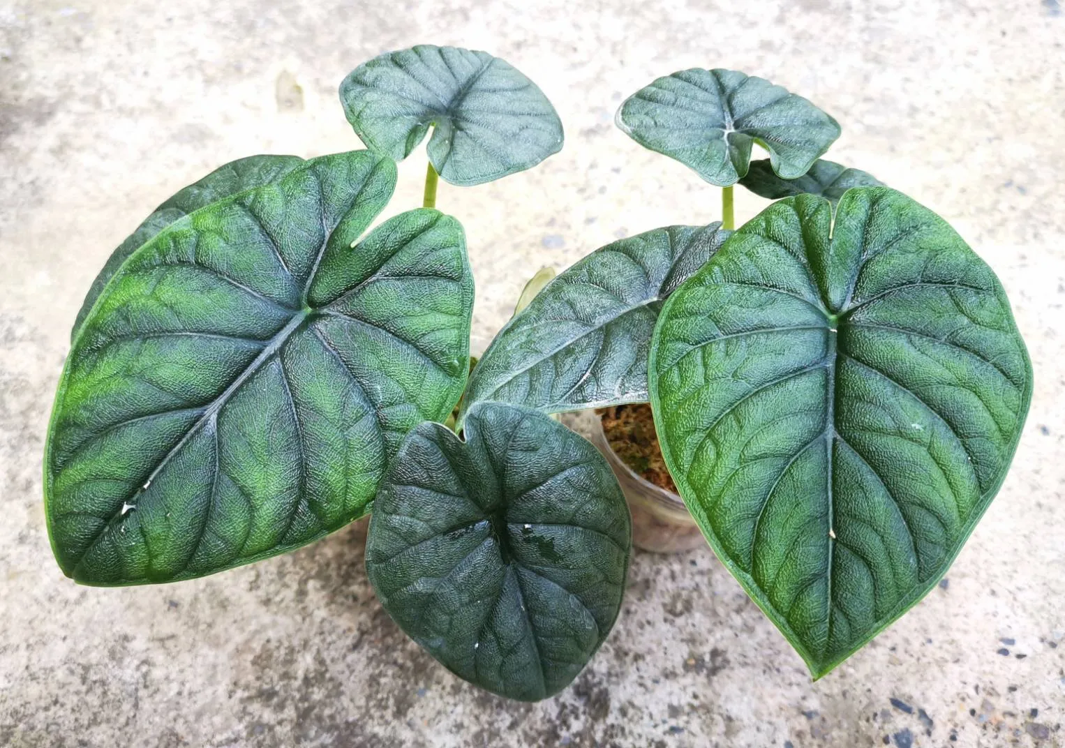 Alocasia hami melo