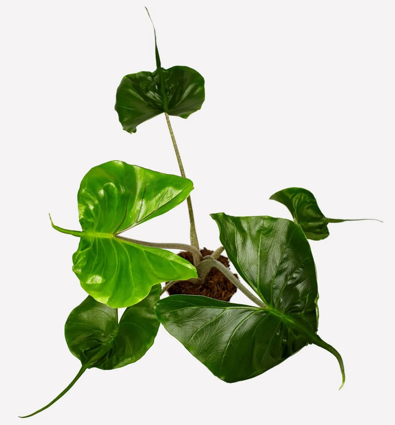 Alocasia macrorrhiza stingray