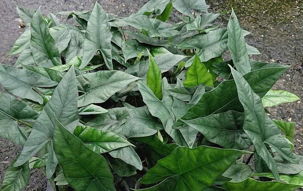 Alocasia Hoofprint