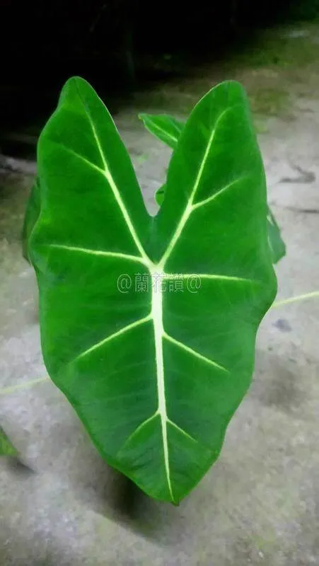 Alocasia micholitziana