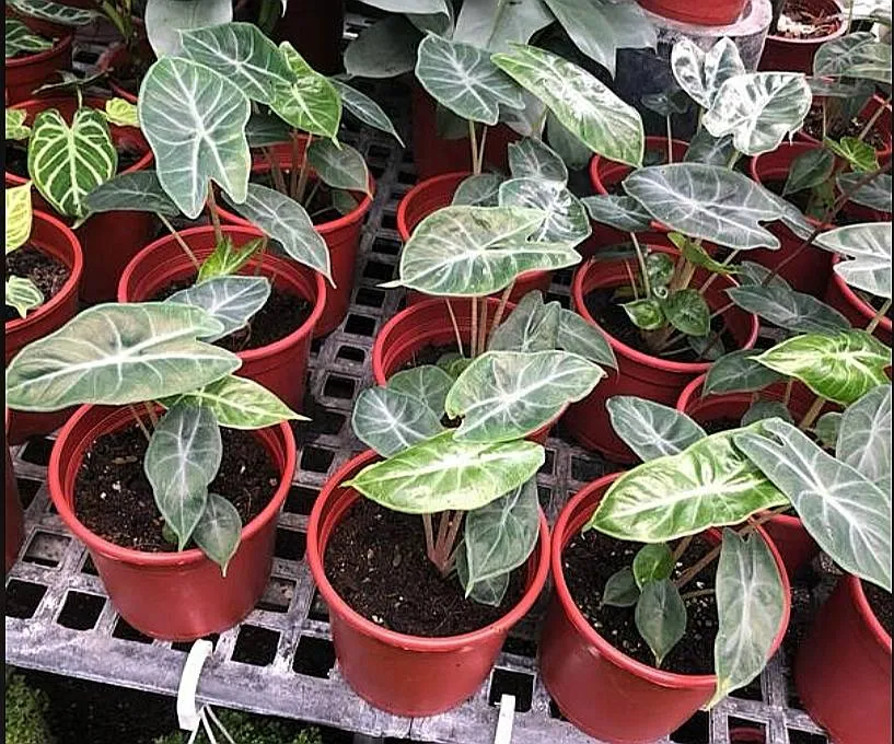 Alocasia Ivory Coast