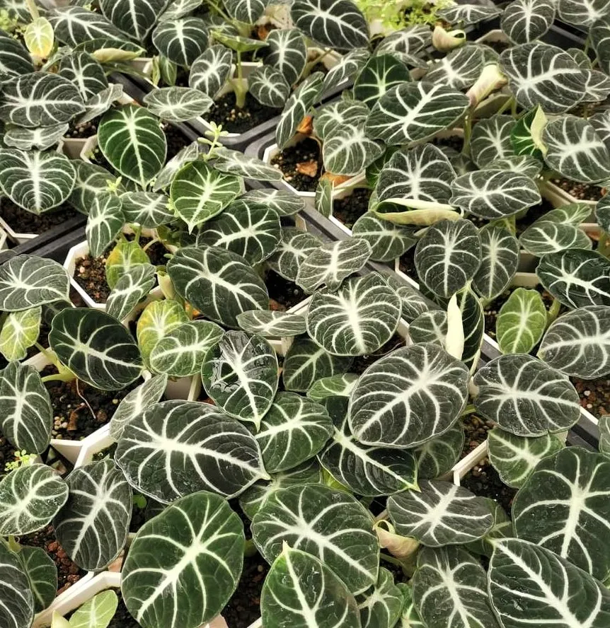 Alocasia reginula ‘Ninja’