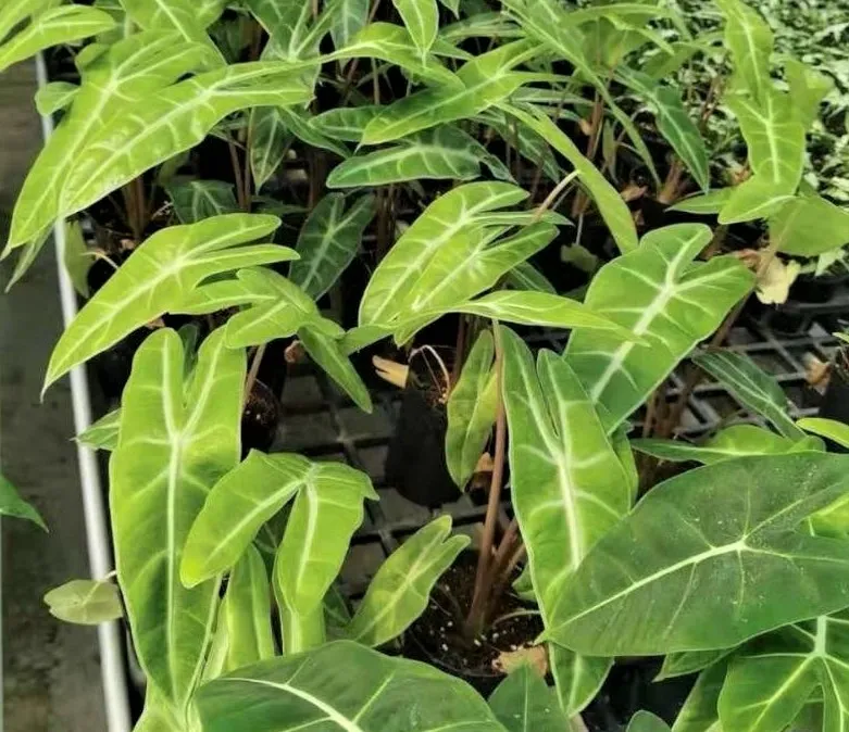 Alocasia longiloba 