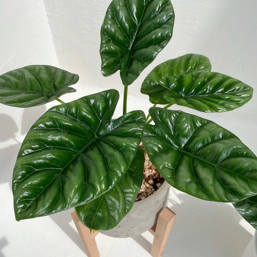 Alocasia sinuata 