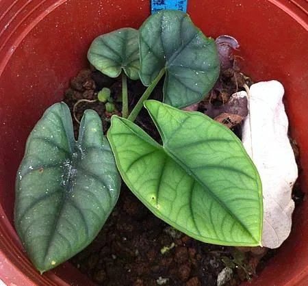 Alocasia reginae L. Linden ex N.E.Br. 