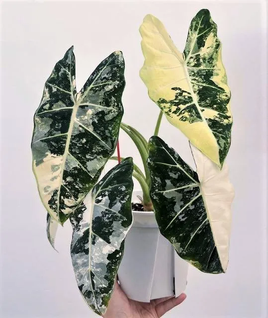 Alocasia micholitziana  'variegated'