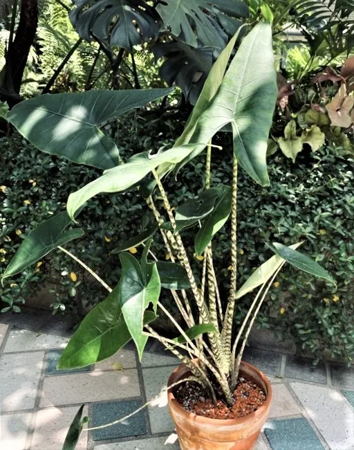 Alocasia zebrina