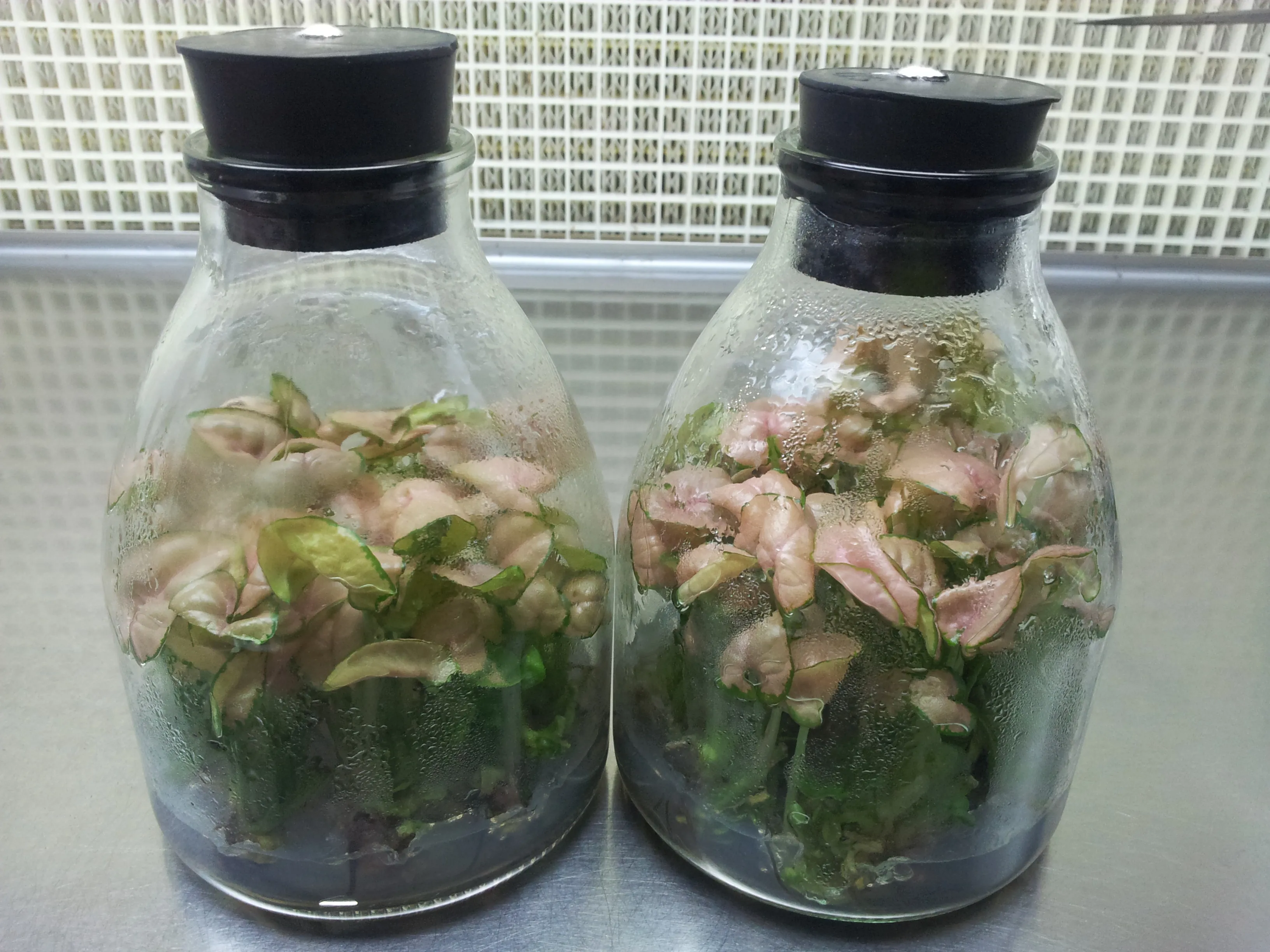 Syngonium Podophyllum 【Infra Red】