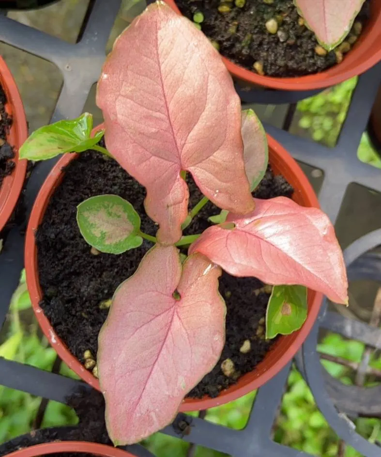 Syngonium Podophyllum 【Profar Red】