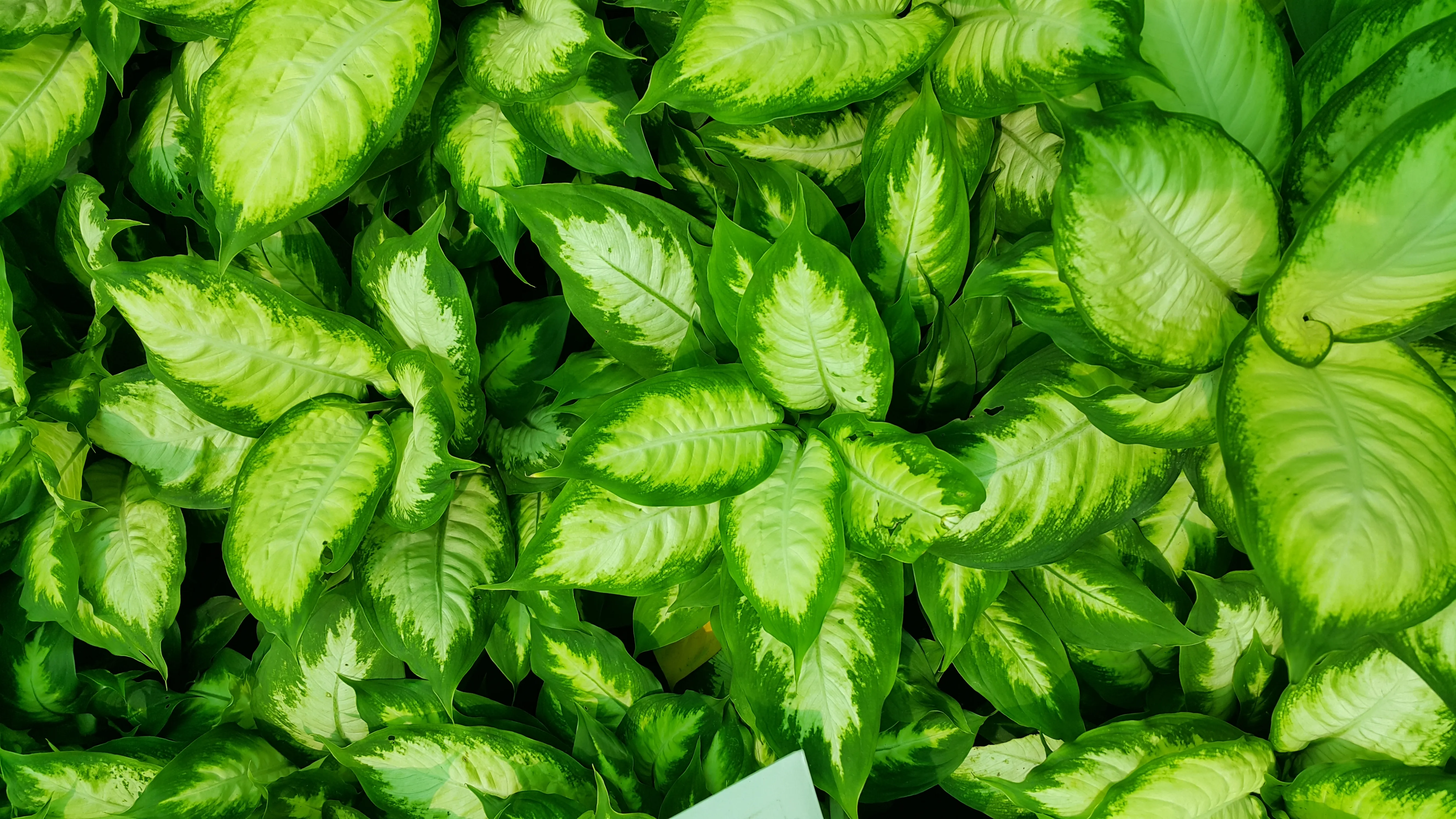 Diefenbachia Seguine ‘Camille’