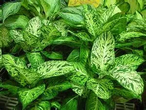 Diefenbachia  ‘Flash Light’