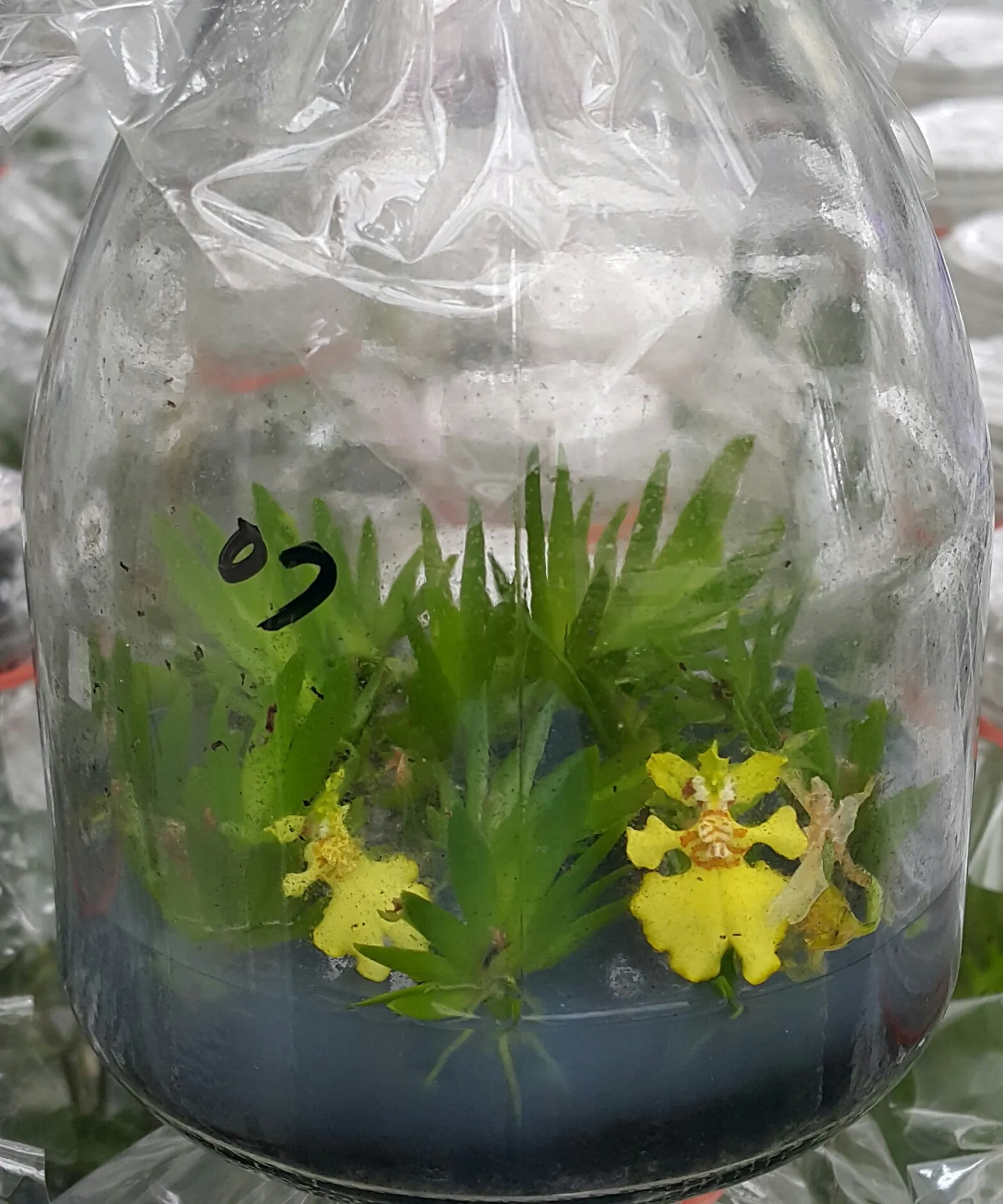 Oncidium pusilla