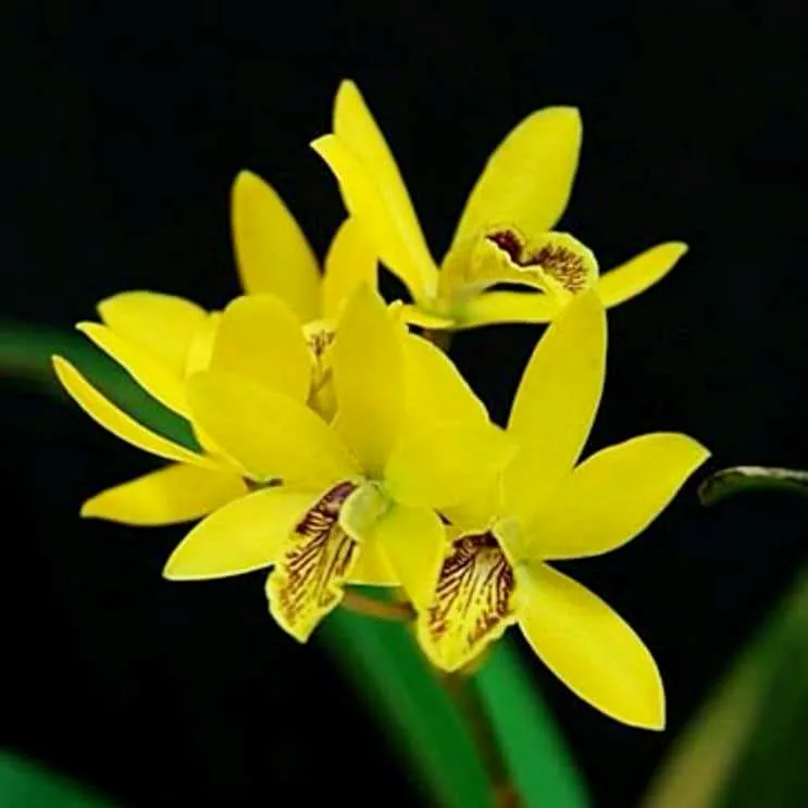 Gcy(Epc) Kyoguchi