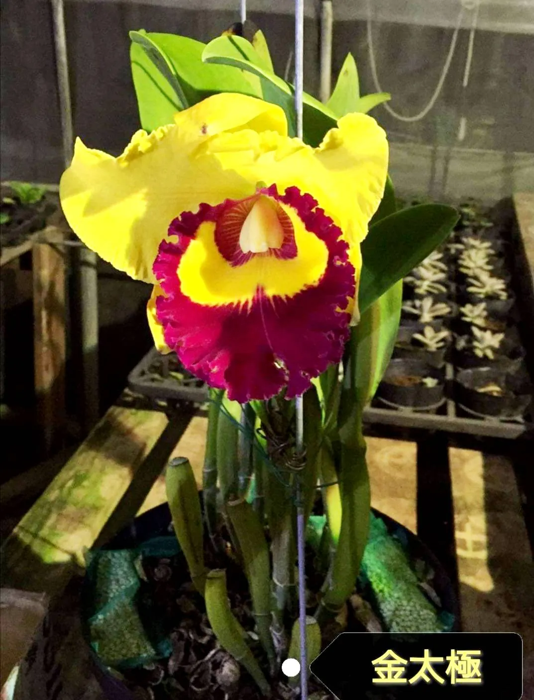 Rlc. Village Chief Triumph