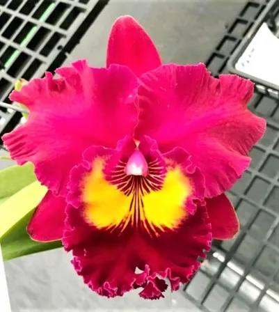 Rlc. Taiwan Emperor