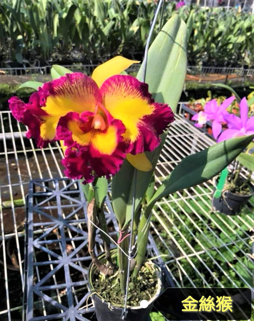 Rlc. Taiwan Queen