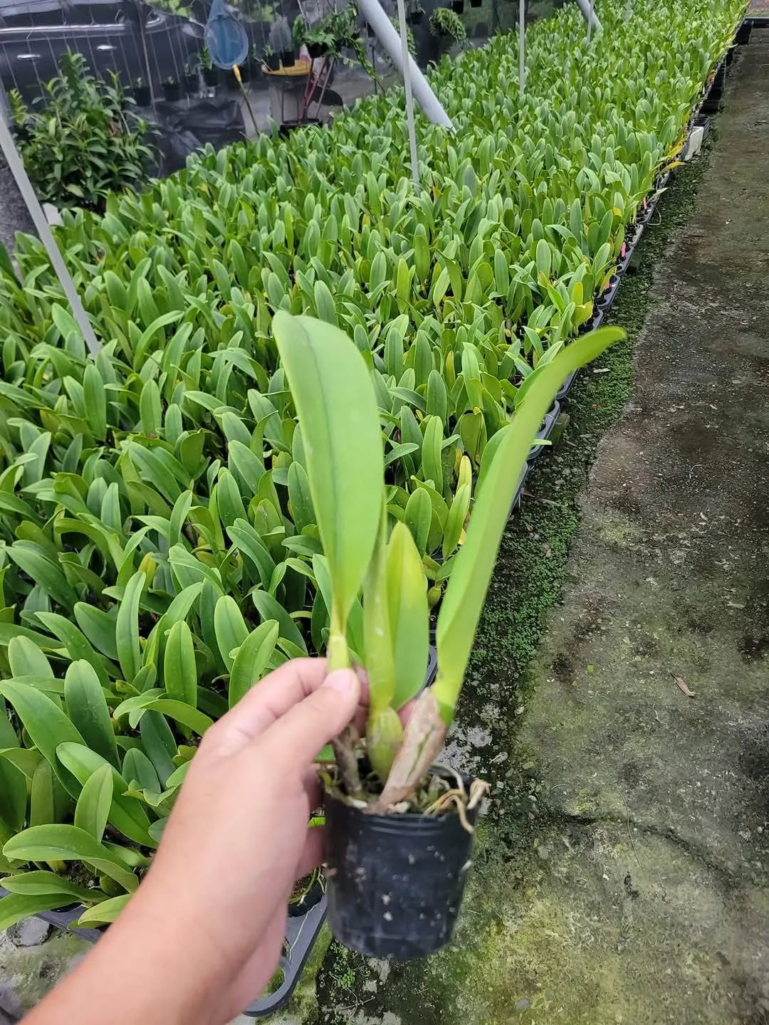 Rlc. Mao-Shan Rose