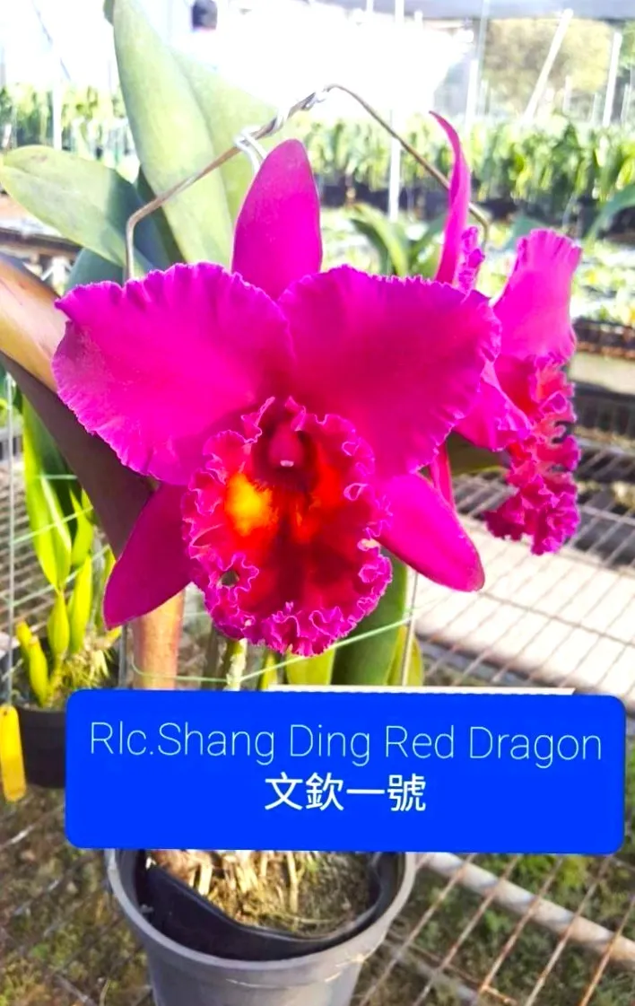 Rlc. Shiang Ding Red Dragon No.1