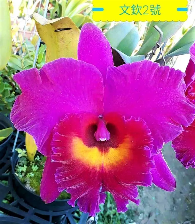 Rlc. Shiang Ding Red Dragon No.2