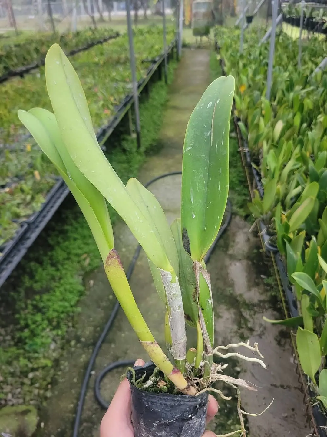 Rlc. Village Chief Triumph