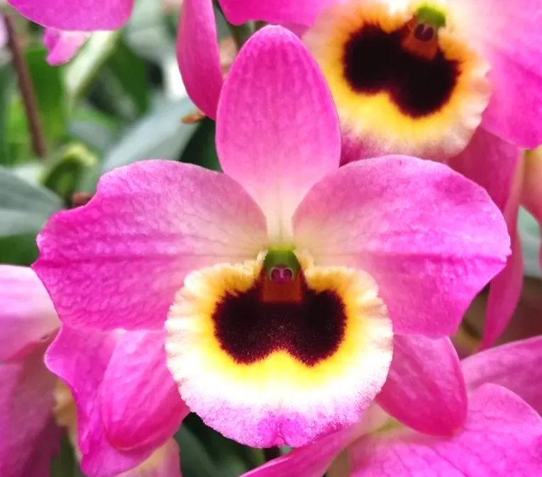 D. Profar Black Ruby